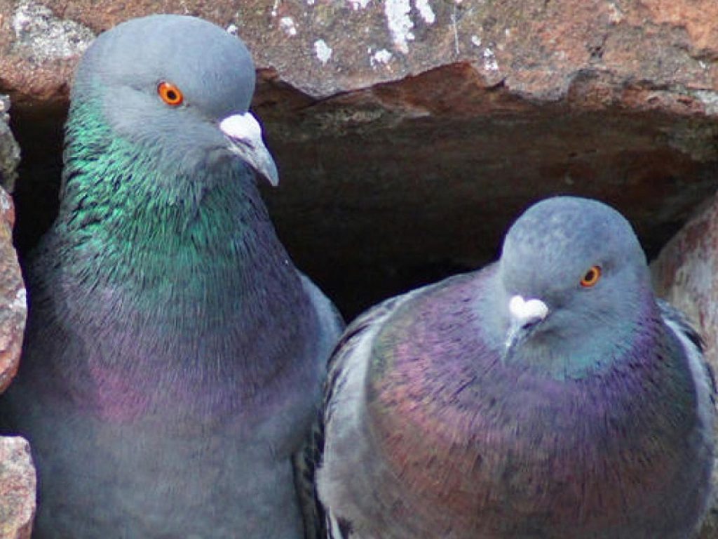 Piccioni: infestazioni in crescita in Italia, il Nord-Ovest la zona più sensibile. Rischi per la salute e per l’igiene urbana tra le principali preoccupazioni