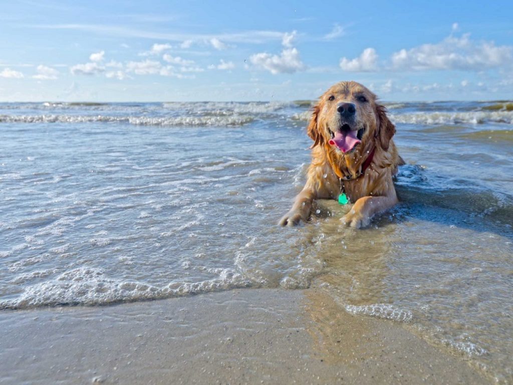 Sono più di 6,5 milioni i proprietari di cani e gatti che quest’anno faranno le vacanze in compagnia del proprio amico a quattro zampe