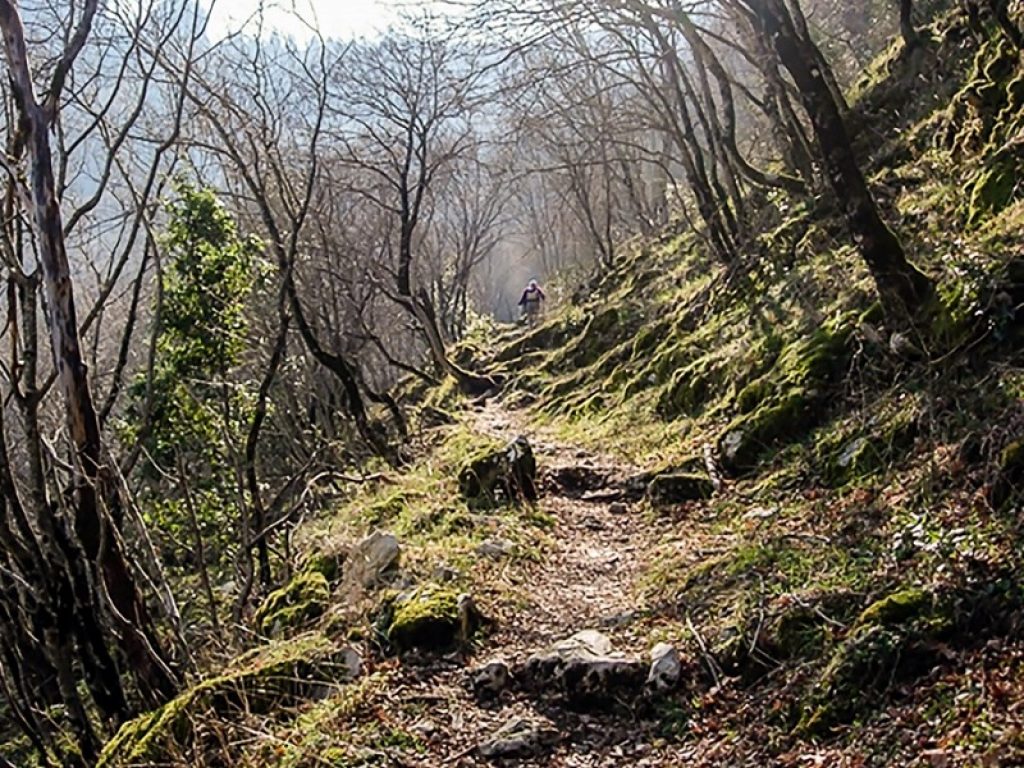 Il Castagneto prenestino, un'area di 166 ettari con alberi monumentali plurisecolari, diventerà Monumento Naturale del Lazio: avviato l'iter per il riconoscimento