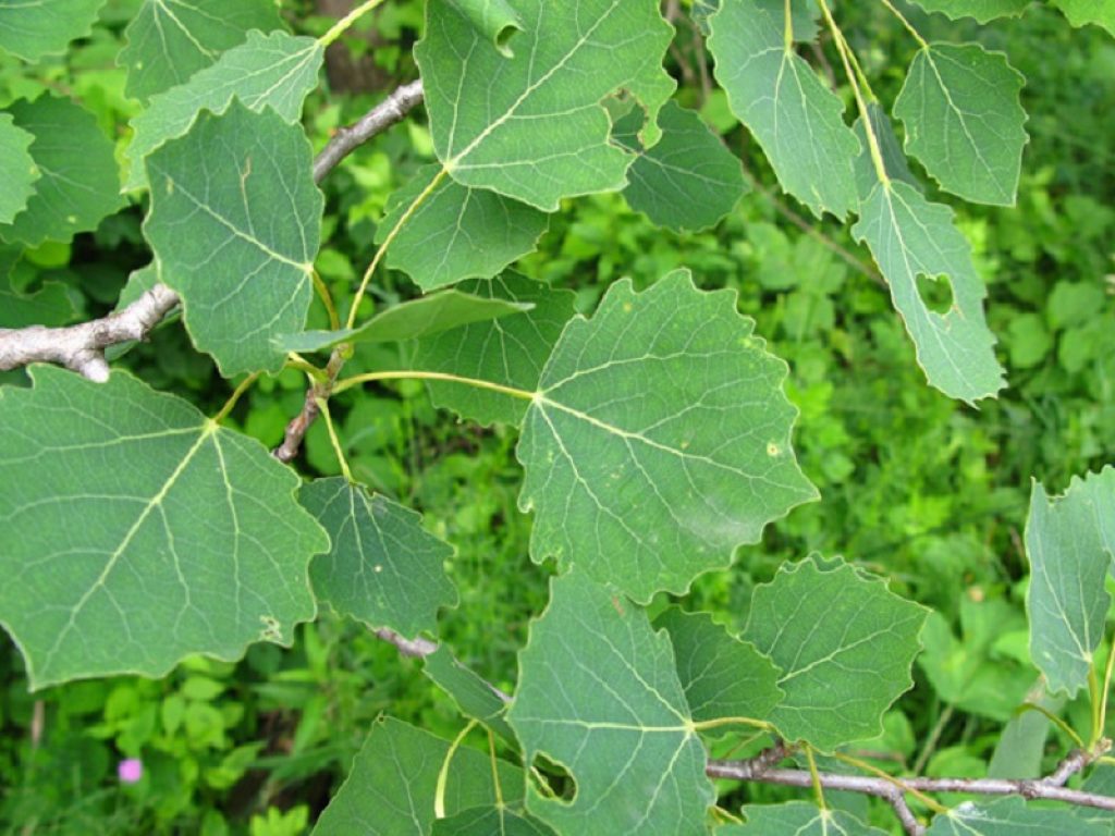 Inquinamento: nuovo studio dell’Istituto di Scienze della Vita della Scuola Superiore Sant’Anna di Pisa conferma la capacità del pioppo di assorbire sostanze usate per la produzione di materie plastiche disperse nel terreno