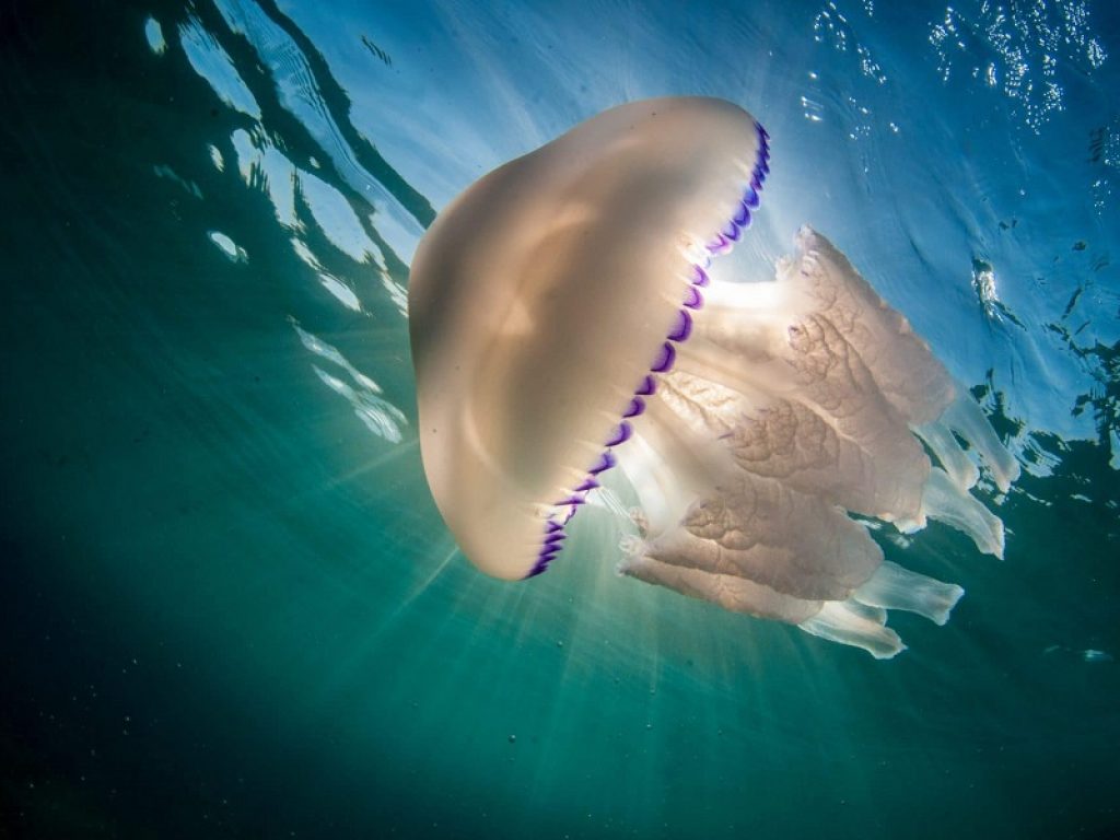 L’Istituto di scienze delle produzioni alimentari del Cnr ha raccolto nel volume “European Jellyfish CookBook” le prime ricette stellate in stile occidentale a base di meduse