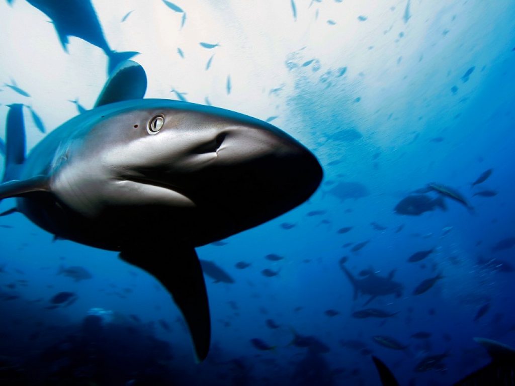 Gli ami da pesca sono una minaccia per milioni di squali: possono restare all'interno di questi pesci per oltre 7 anni provocando sanguinamento interno e necrosi