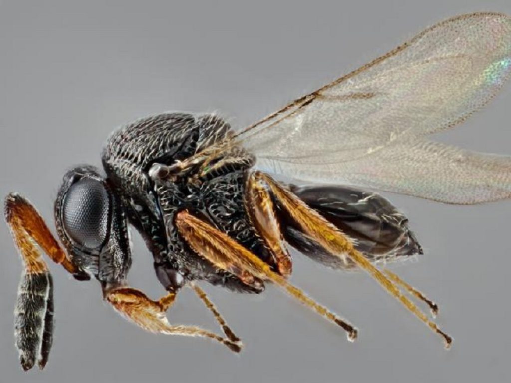 Contro la cimice asiatica il Trentino alleva la vespa samurai: iniziato l'allevamento in Fem, i primi lanci in campo sono previsti nella seconda metà di giugno