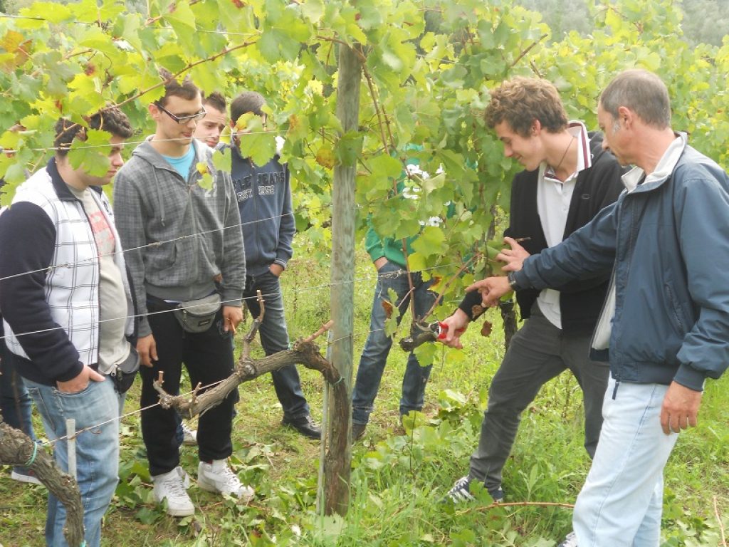 Istituti agrari: stanziato oltre 1 milione di euro per i laboratori enotecnici. Bussetti: “Puntiamo a sviluppare competenze all’avanguardia per un settore strategico dell’economia italiana”