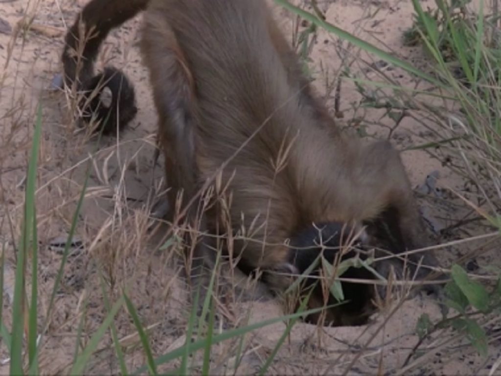 Uno studio in natura sui Cebi evidenzia come ingegno e abilità manuale rendono queste scimmie maestre nell’arte di estrarre dal suolo rizotuberi, molto ricchi di sostanze nutritive