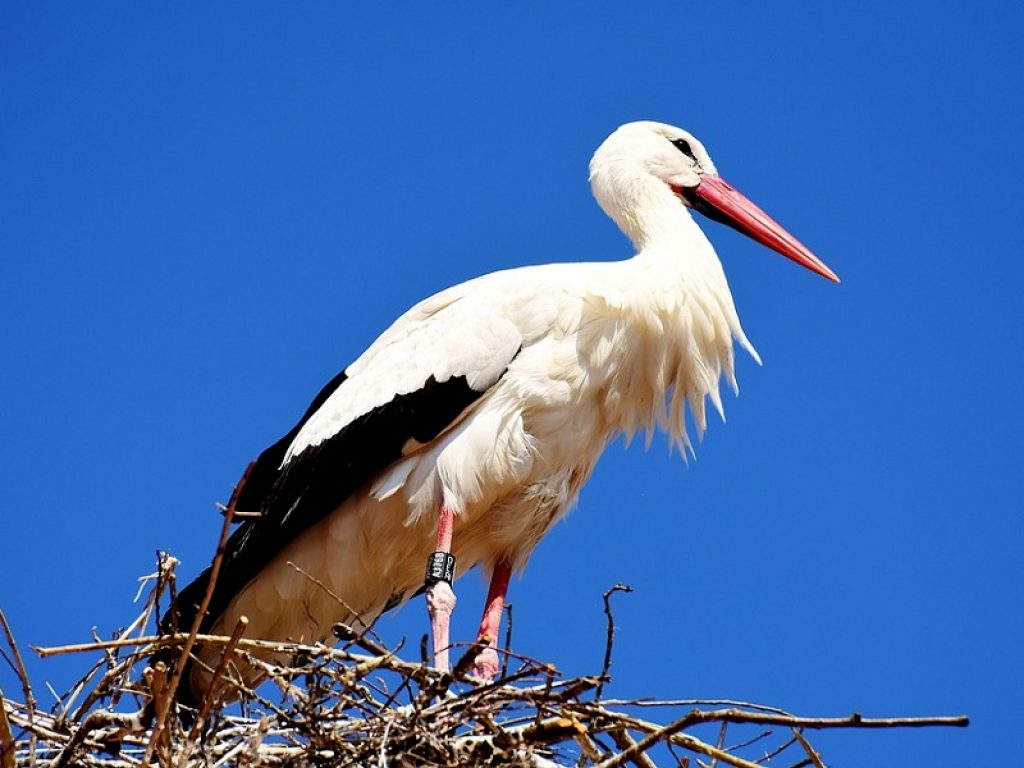 Sei esemplari di cicogna bianca europea (Ciconia ciconia) avvistati in volo sui tetti di Rieti dal personale della Riserva Naturale Regionale dei Laghi Lungo e Ripasottile