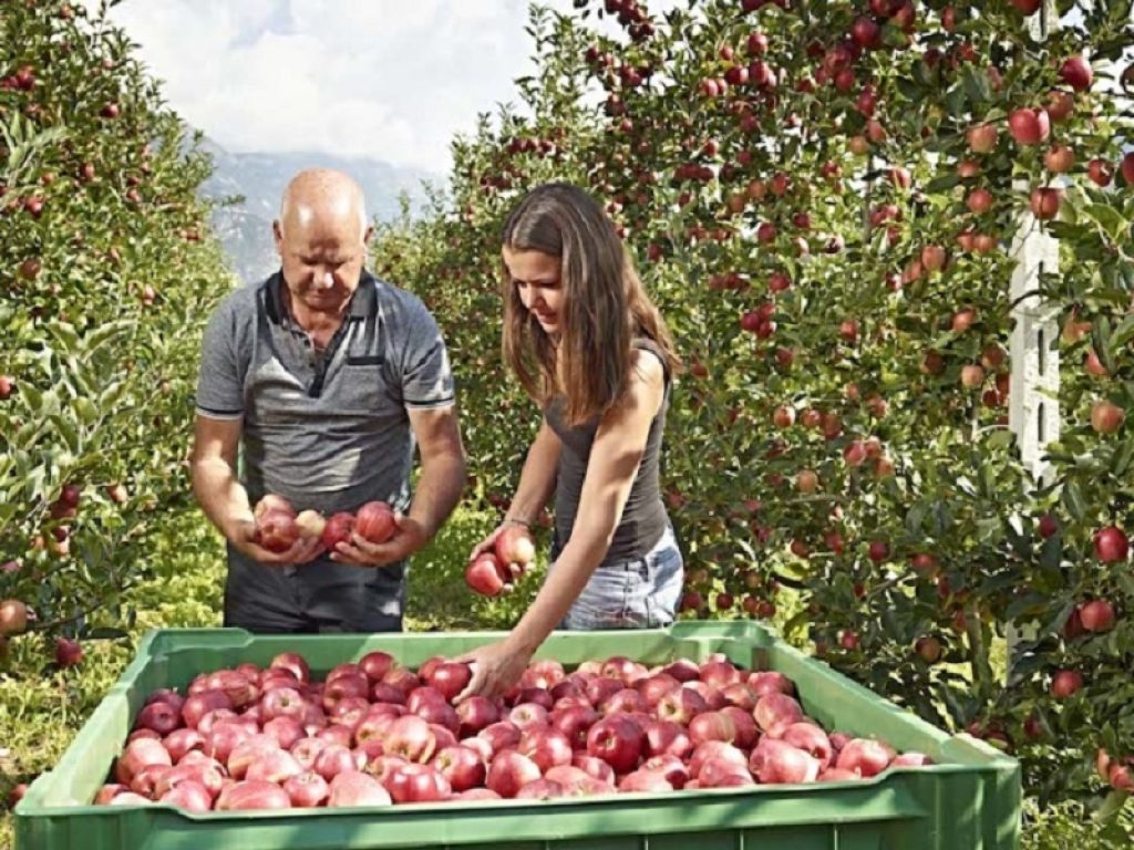Al via la campagna di esportazione delle mele italiane a Taiwan. Bellanova: "Le nostre aziende possono posizionarsi in un importante mercato"