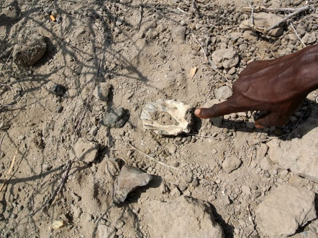 Scoperto il cranio del nonno di "Lucy": ha 3,8 milioni di anni. L'ominide a cui apparteneva è un antenato dell'Australopiteco. Con il 3D si aprono nuovi scenari