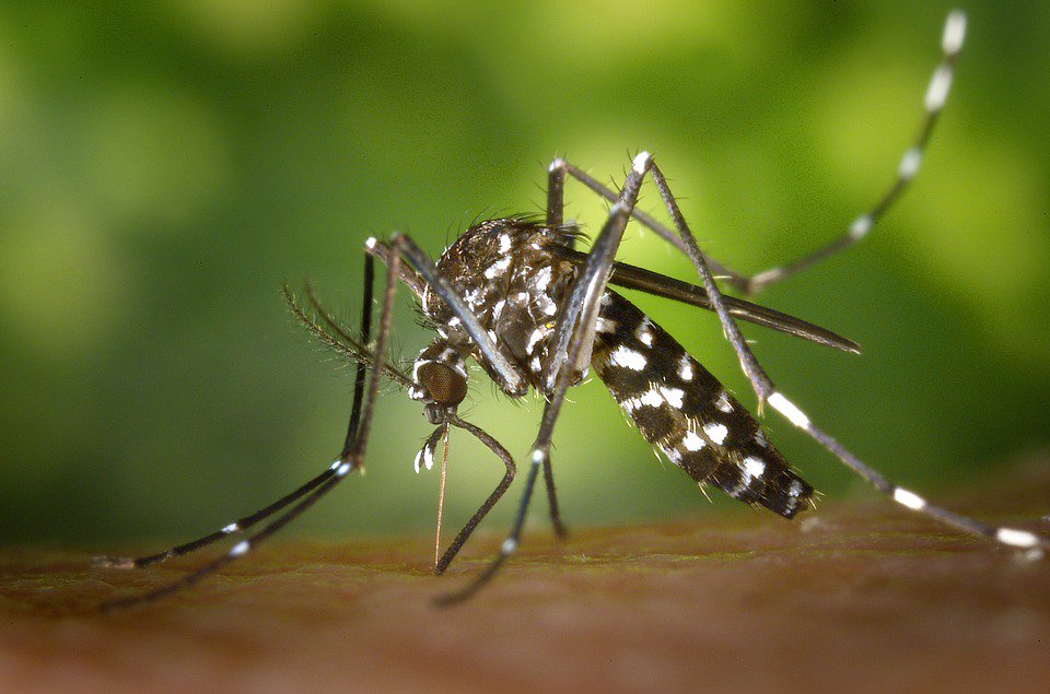malattie tropicali virus zika zanzare dengue