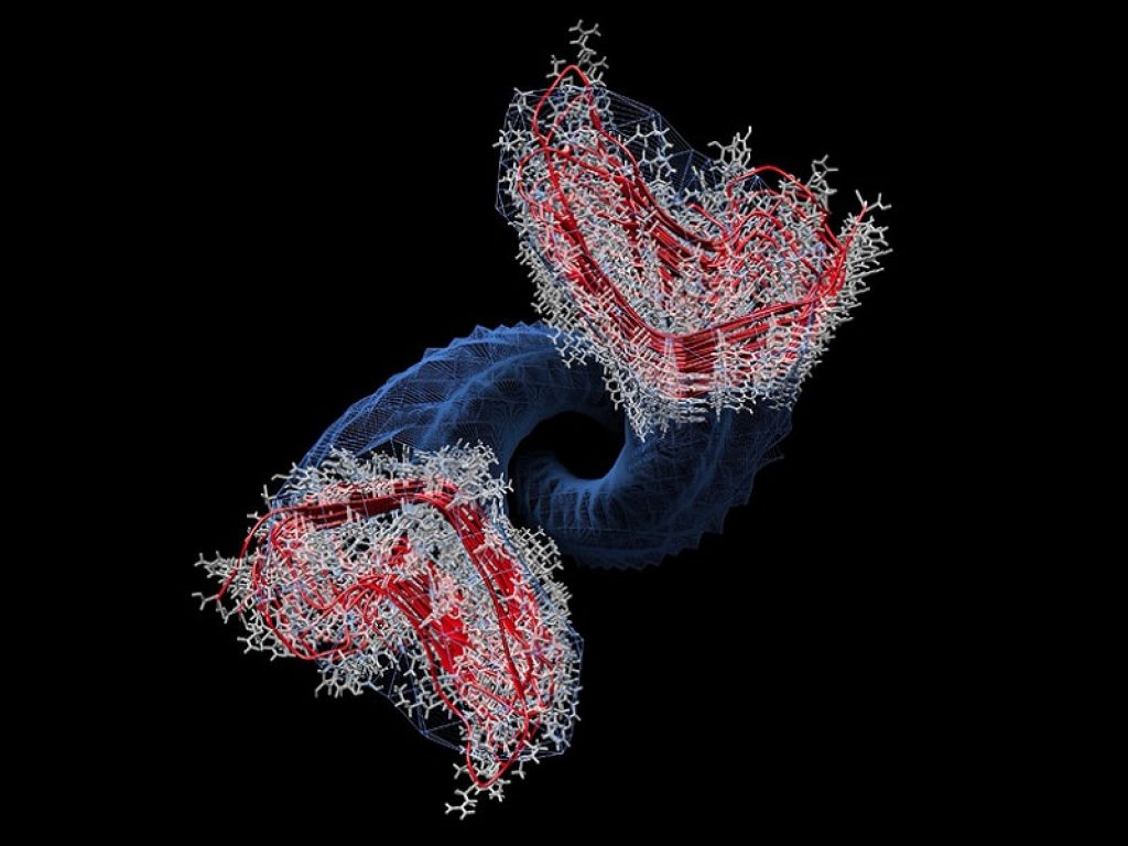Scoperto modello che spiega il meccanismo di replicazione del prione, la proteina tossica responsabile del “morbo della mucca pazza”