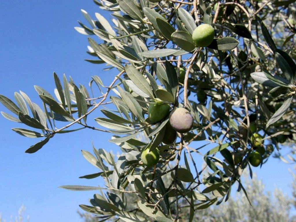 Raccolta olearia soddisfacente per le cooperative aderenti a Legacoop Toscana: una buona annata per qualità e quantità, trainata dalle aree interne