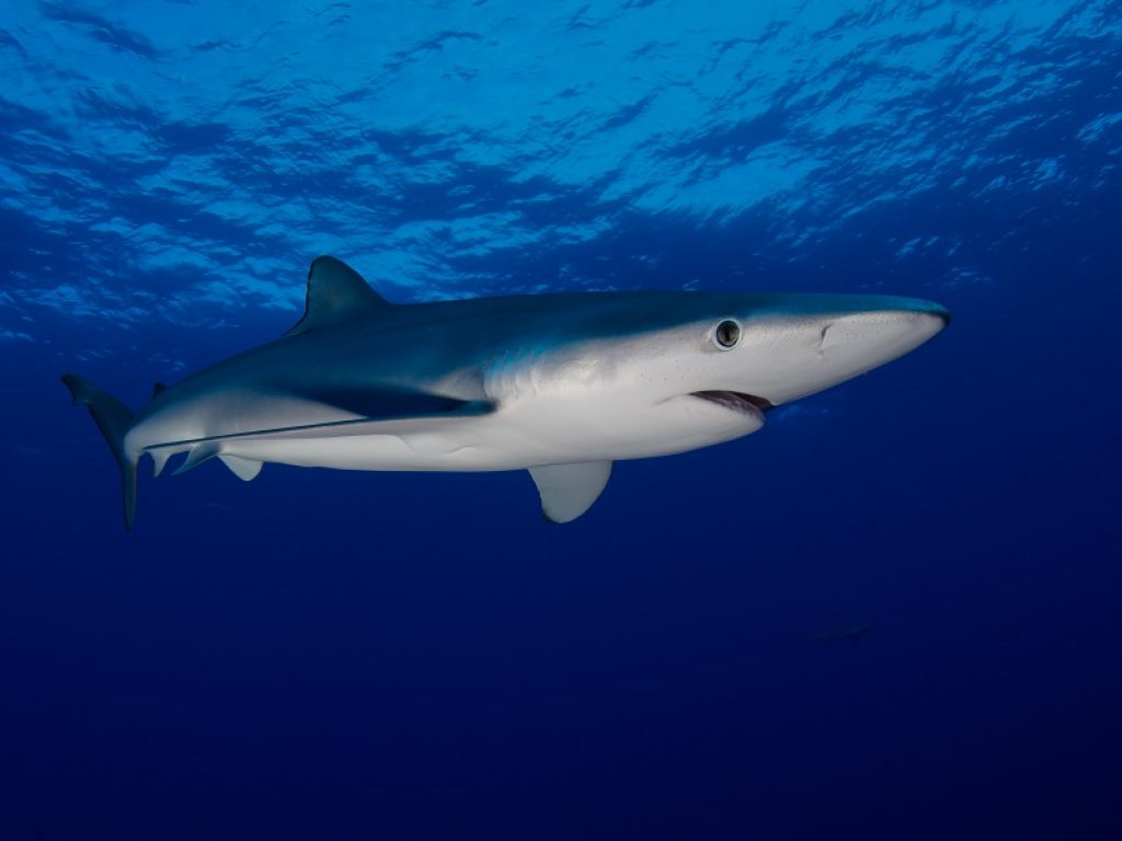 Quattro esemplari di squalo verdesca nuotano nelle acque del basso Adriatico "raccontando" in diretta dettagli sul loro comportamento: al via progetto WWF