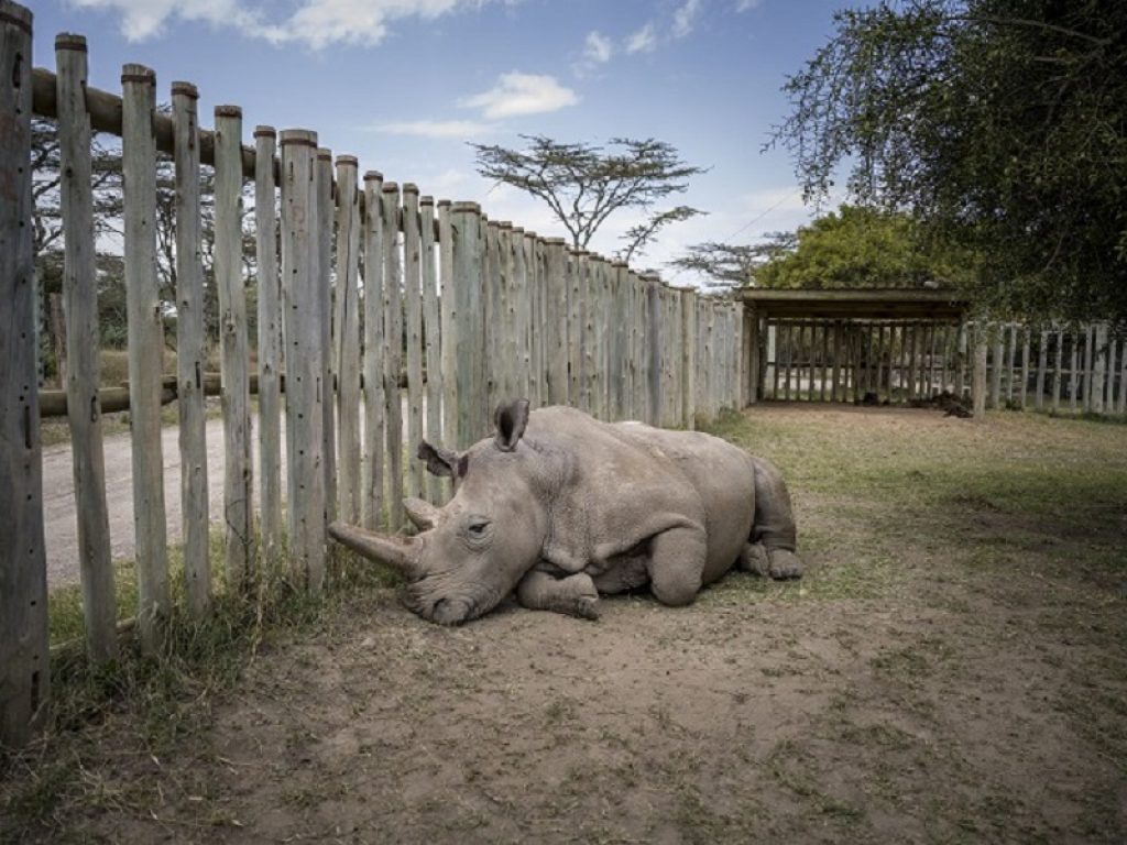 Speranza per il rinoceronte bianco settentrionale: creati 2 embrioni in provetta: l'incredibile traguardo raggiunto presso i laboratori Avantea di Cremona
