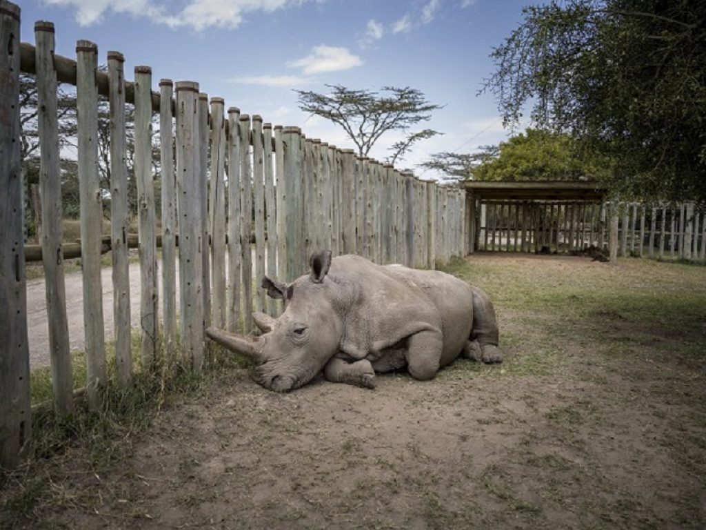 Speranza per il rinoceronte bianco settentrionale: creati 2 embrioni in provetta: l'incredibile traguardo raggiunto presso i laboratori Avantea di Cremona