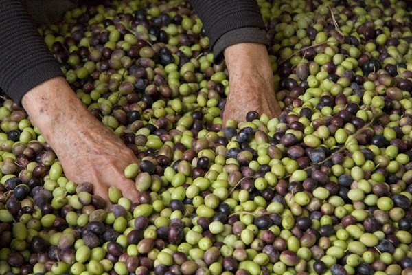 Ricercatori del Cnr hanno scoperto geni chiave per la sintesi dell'oleuropeina, metabolita dell'olivo utile per la salute umana