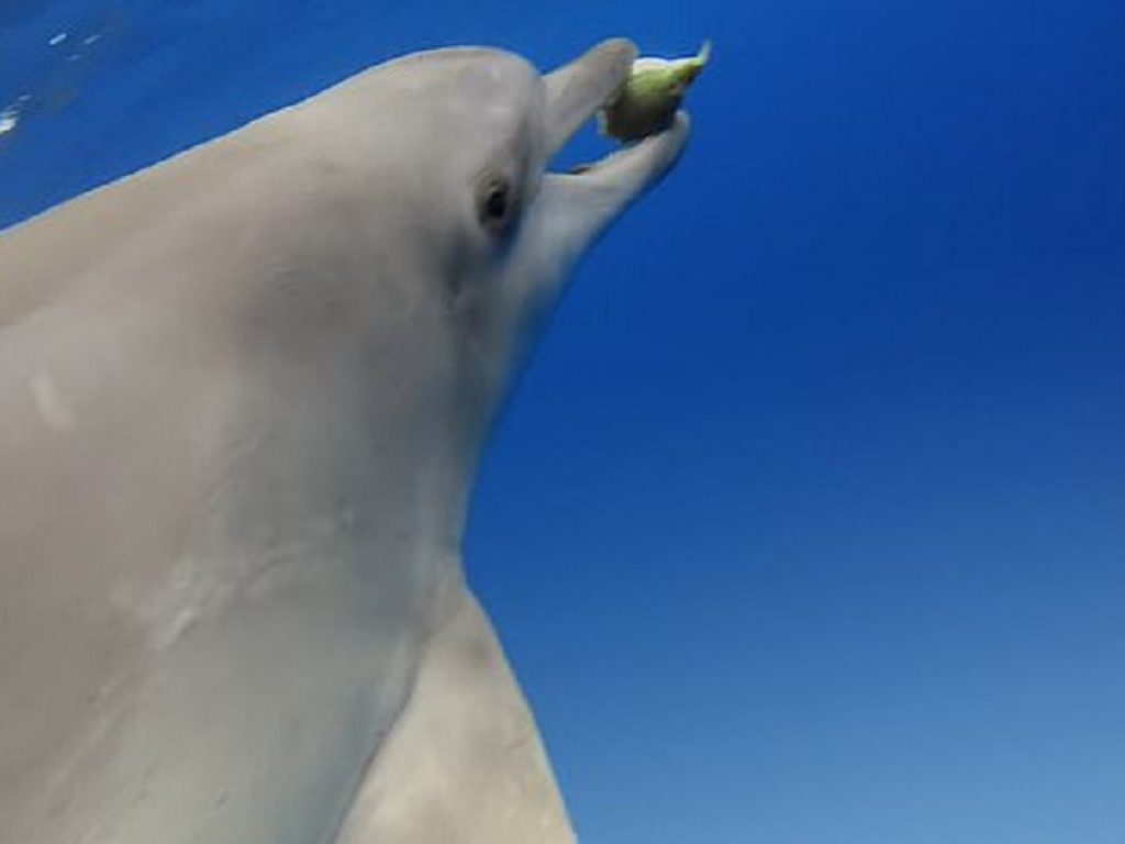 Anche i delfini si “drogano”: esemplari adolescenti “si fanno” di pesce palla. Le incredibili immagini sono state riprese dalla BBC