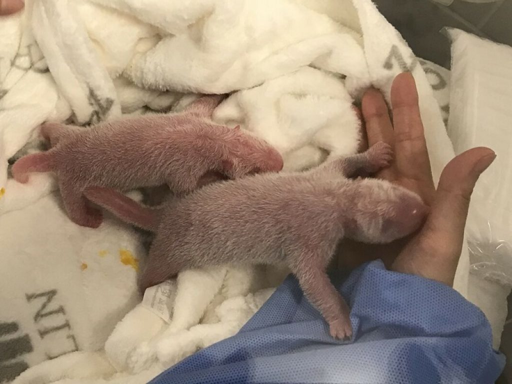 Nati due piccoli panda allo zoo di Berlino: Meng Meng è diventata mamma, i cuccioli sono i primi nati nella struttura tedesca