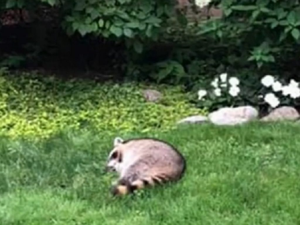 Due procioni "ubriachi" avvistati in Canada, nella provincia di Ottawa: lo stato di ebbrezza dei due animali sarebbe stato causato da mele fermentate