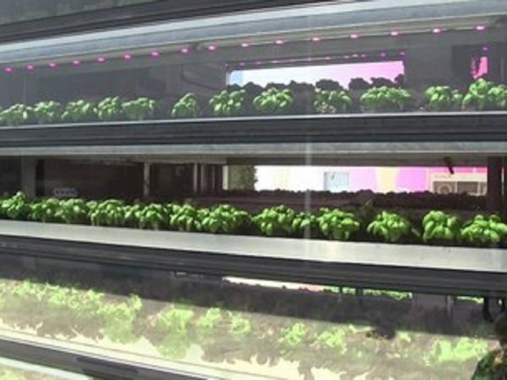 Agricoltura: ENEA premiata per gli studi sulle serre verticali. Ricerca innovativa nel campo delle Vertical Farm basate sulla coltivazione idroponica