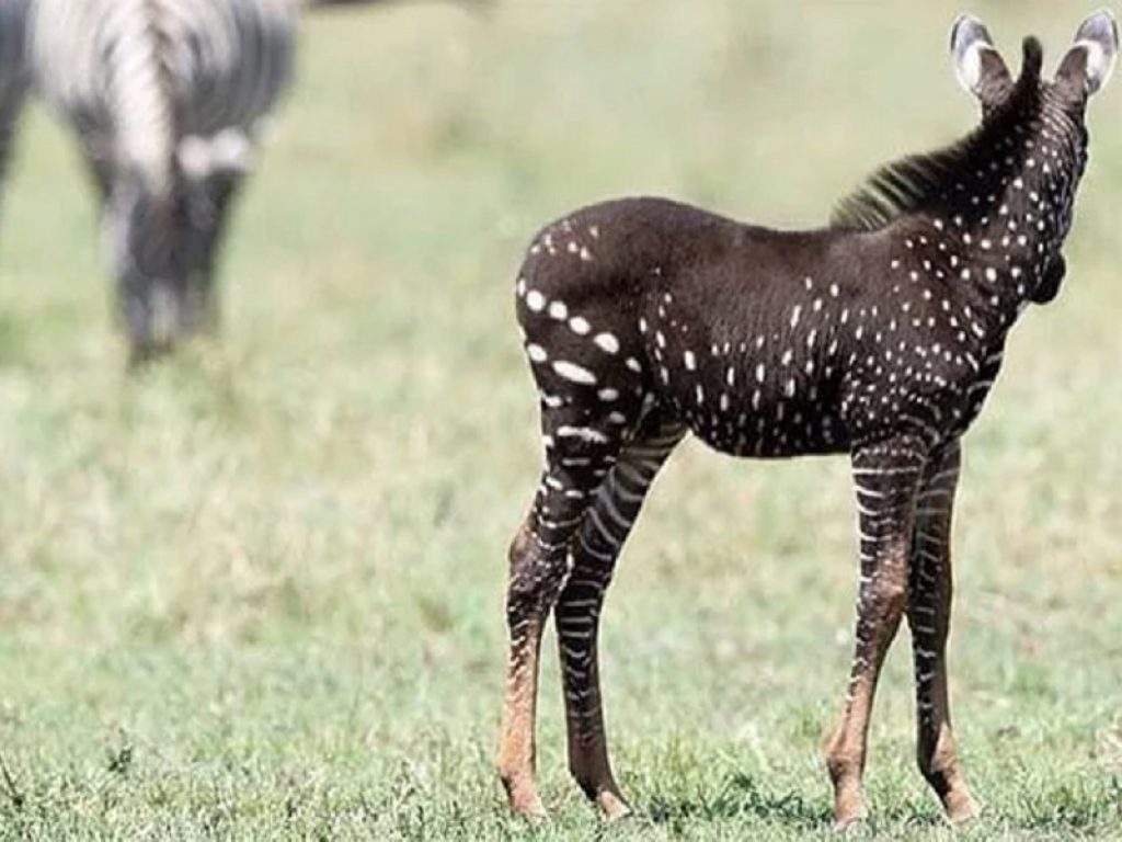 La zebra a pois esiste: in Kenya ne è nata una che potrebbe avere un disordine nella quantità di melanina. Il cucciolo è stato soprannominato Tira