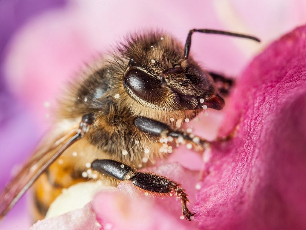 Al via il progetto Diamo una casa alle api di WWF e Intesa Sanpaolo per sostenere la salvaguardia degli impollinatori, indispensabili per la vita sulla Terra