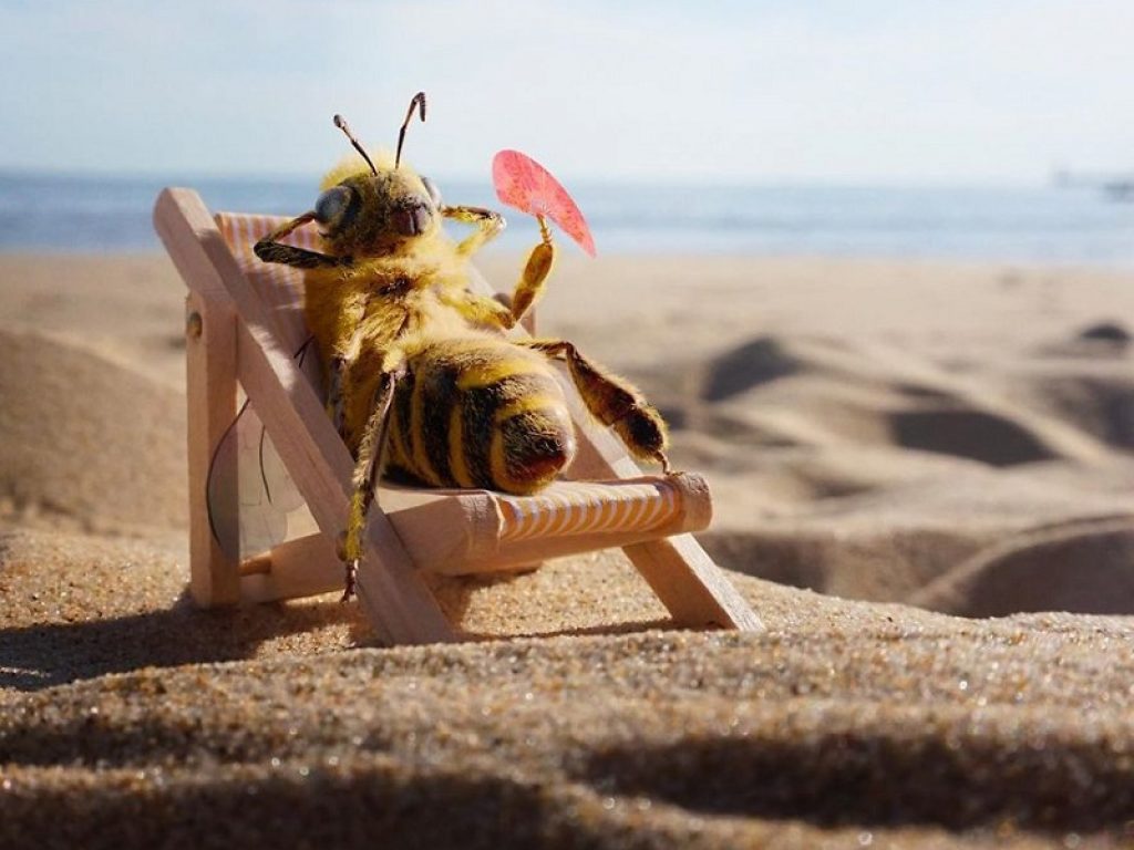 La prima ape influencer approda su Instagram. Il nobile scopo di B, questo il nome dell'insetto, è quello di salvare il mondo