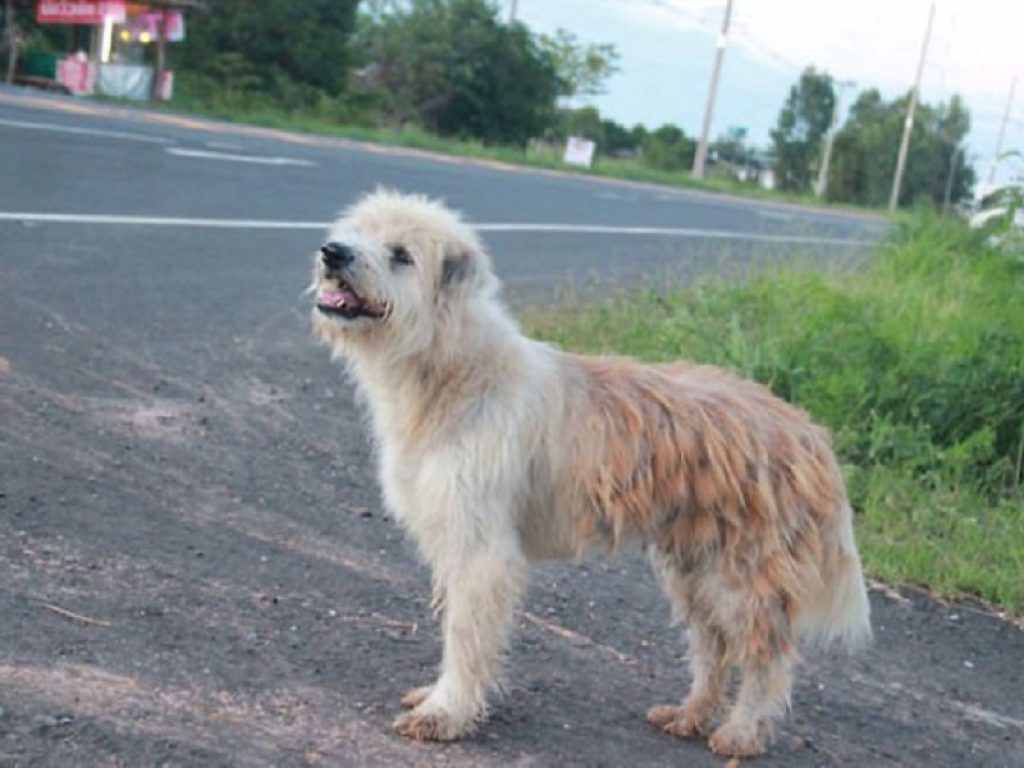 Bon Bon come Hachiko: cane fedele aspetta in Thailandia per 4 anni nello stesso posto la sua famiglia