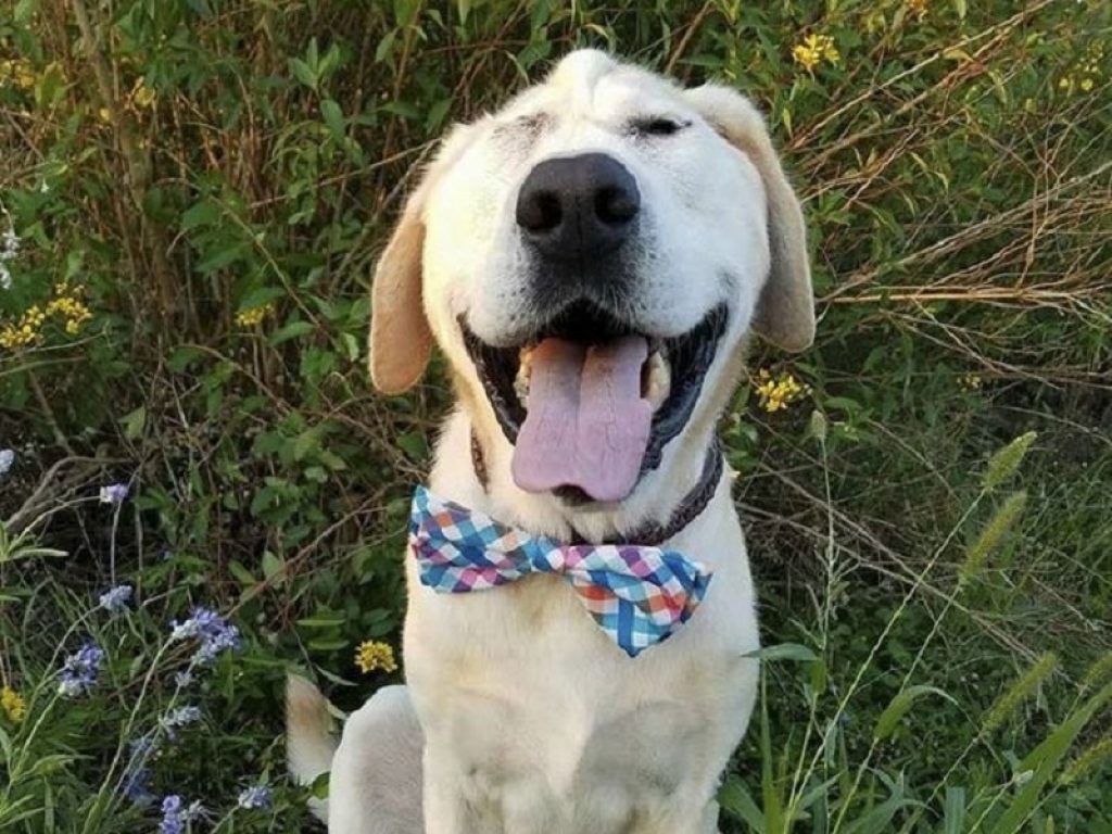 Brutto ma felice: Beaux Tox da cane abbandonato a star di Instagram. La storia di un cane "diverso" che ha trovato una casa e tanto amore
