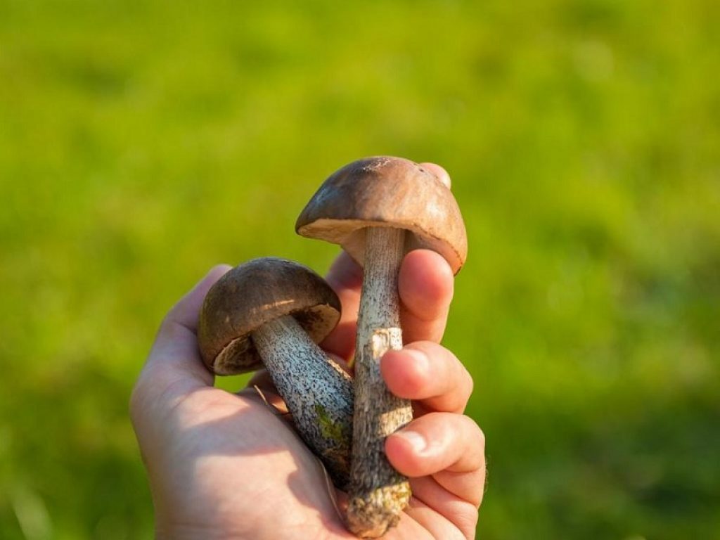Intossicazione da funghi velenosi: migliaia di casi ogni anno, ecco come riconoscere i sintomi da avvelenamento e i consigli per la raccolta