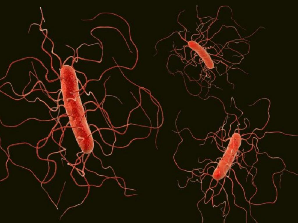 Infezione da Clostridioides difficile (CDI) grave e fulminante: il trapianto di microbiota fecale riduce la mortalità tra i pazienti secondo un nuovo studio