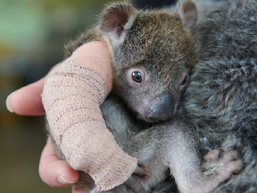 Koala australiano a rischio, può scomparire in 30 anni: il WWF lancia l'allarme, nel New South Wales e del Queensland le popolazioni sono già quasi dimezzate