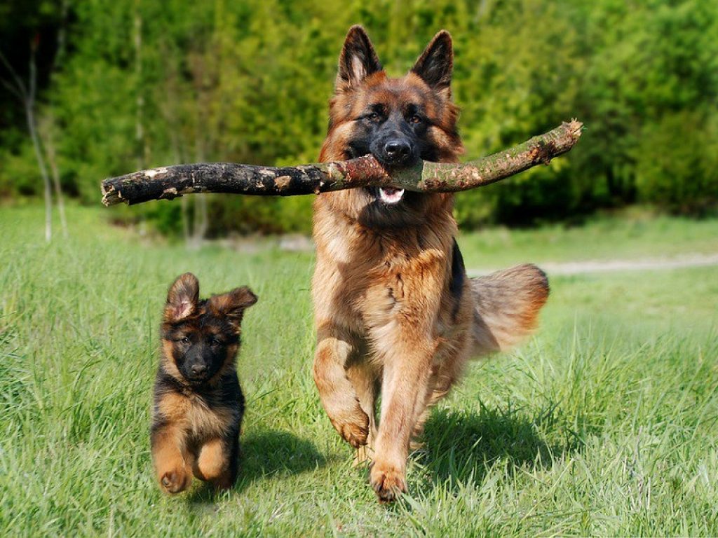 Il "re dei Rex", a Modena i mondiali dei pastori tedeschi: appuntamento allo stadio Braglia per le gare che decreteranno il  campione del mondo