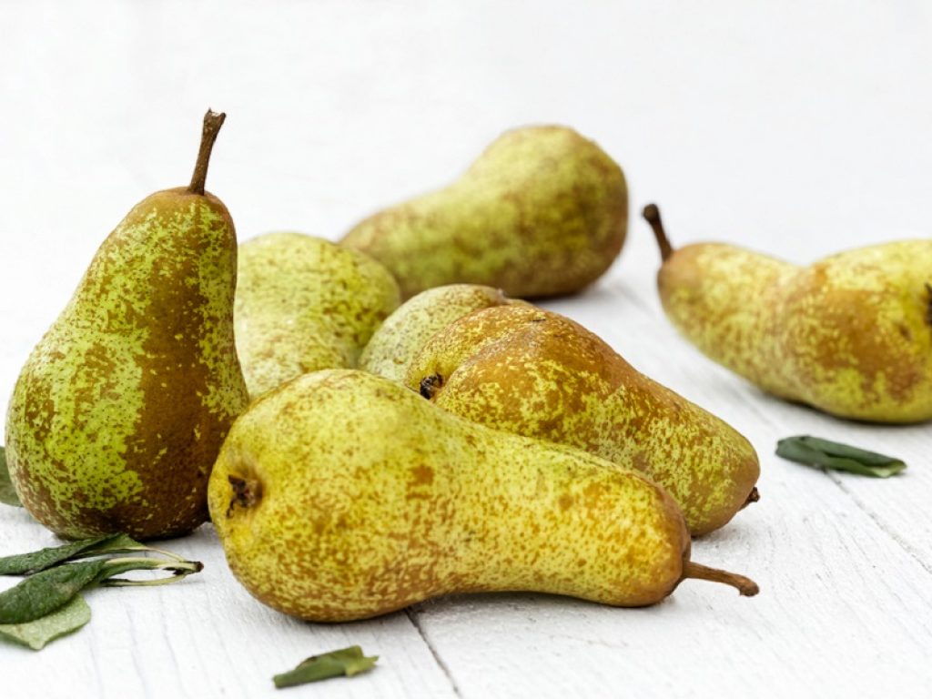 Emilia-Romagna senza pere abate, le aziende lanciano l'allarme: “Milioni e milioni di danni”. L'incubo cimice asiatica prosegue