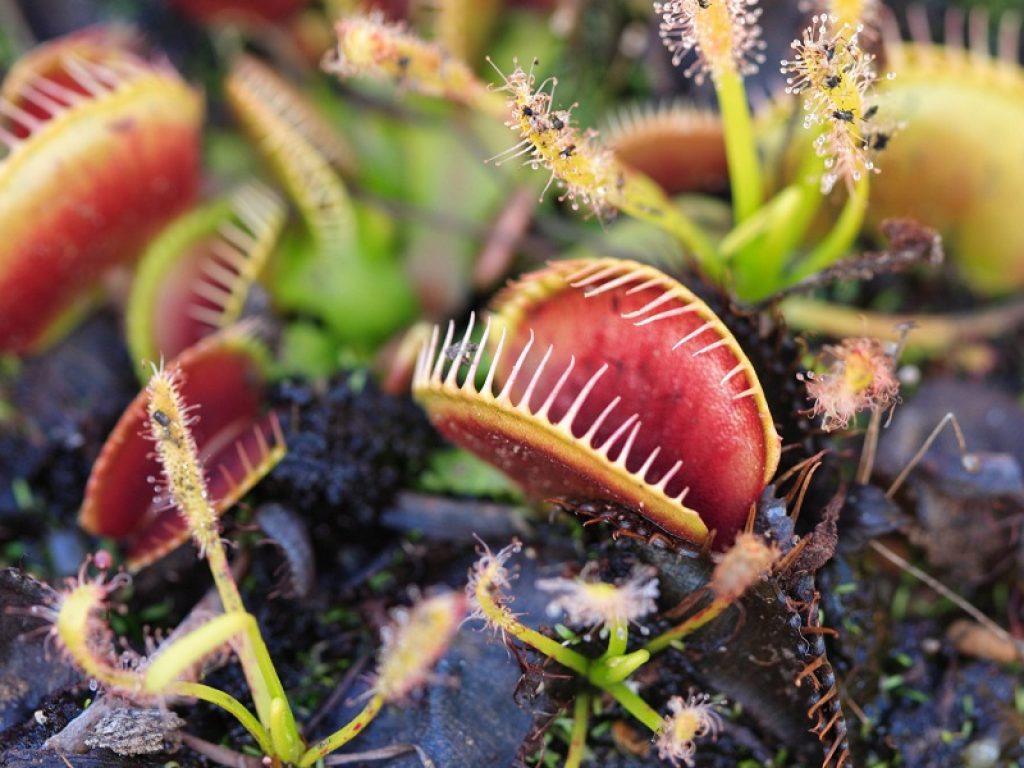 Capire come le piante carnivore catturano la preda aiuta a sviluppare nuovi materiali: studio internazionale sulle foglie ha permesso di creare un nuovo metamateriale