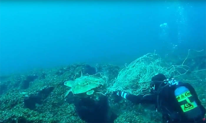 C’è una spiegazione scientifica dietro l’attrazione delle tartarughe marine per la plastica dispersa in mare: sono attratte dall'odore e la scambiano per cibo
