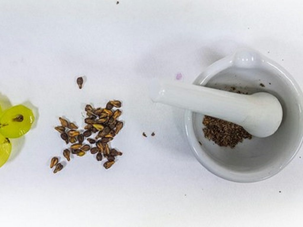 Mesotelioma maligno: cure più efficaci con il semi dell'uva. Molecole delle uve di Aglianico e Falanghina bloccano le cellule tumorali