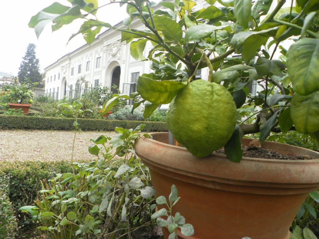Collaborazione tra Il Giardino di Boboli e il Museo del Palazzo del Re Jan III a Wilanów, in Polonia: il progetto “Citri et Aurea” per valorizzare le collezioni storiche di agrumi