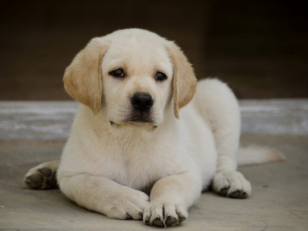 Avere un cane è associato a una riduzione del 24% della mortalità per tutte le cause: lo rivela uno studio pubblicato su Circulation, la rivista dell'American Heart Association