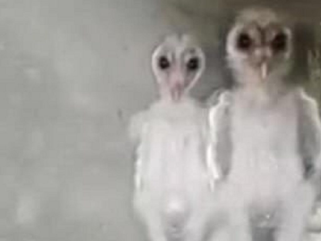 La verità sul video virale degli “alieni” in soffitta. Ecco cosa sono le due creature filmate in India due anni fa 