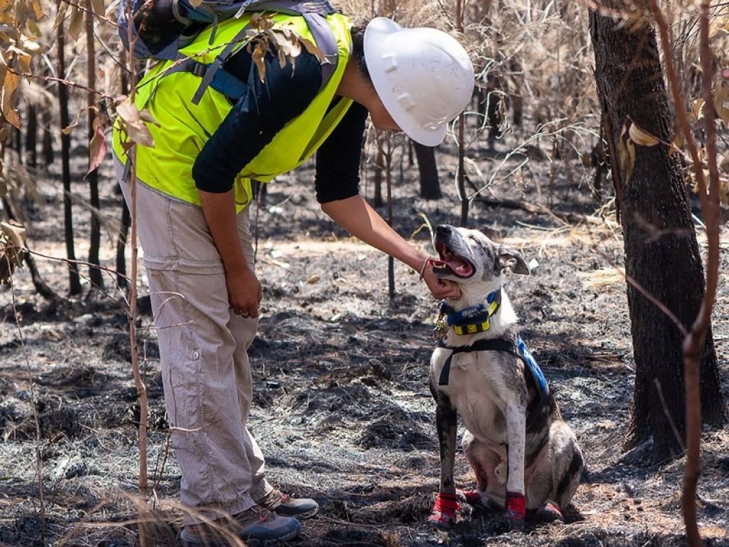 Australia: Bear è il cane eroe che salva i koala sopravvissuti alle fiamme. L'animale è in grado di individuarli attraverso l’odore della loro pelliccia