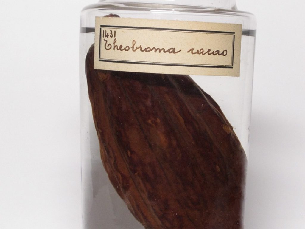 Al Museo della Fondazione Scienza e Tecnica di Firenze arriva, fino al 13 Aprile 2020, la mostra CACAO tra Cielo e Terra