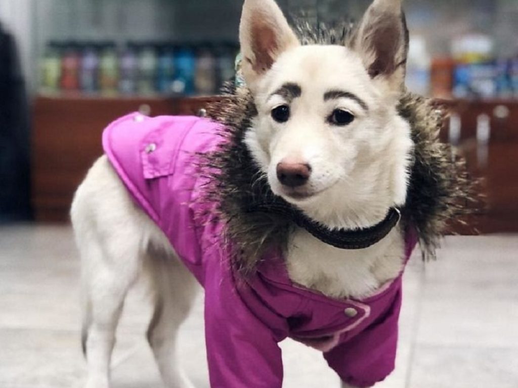Betty, il cane con le sopracciglia trova una casa