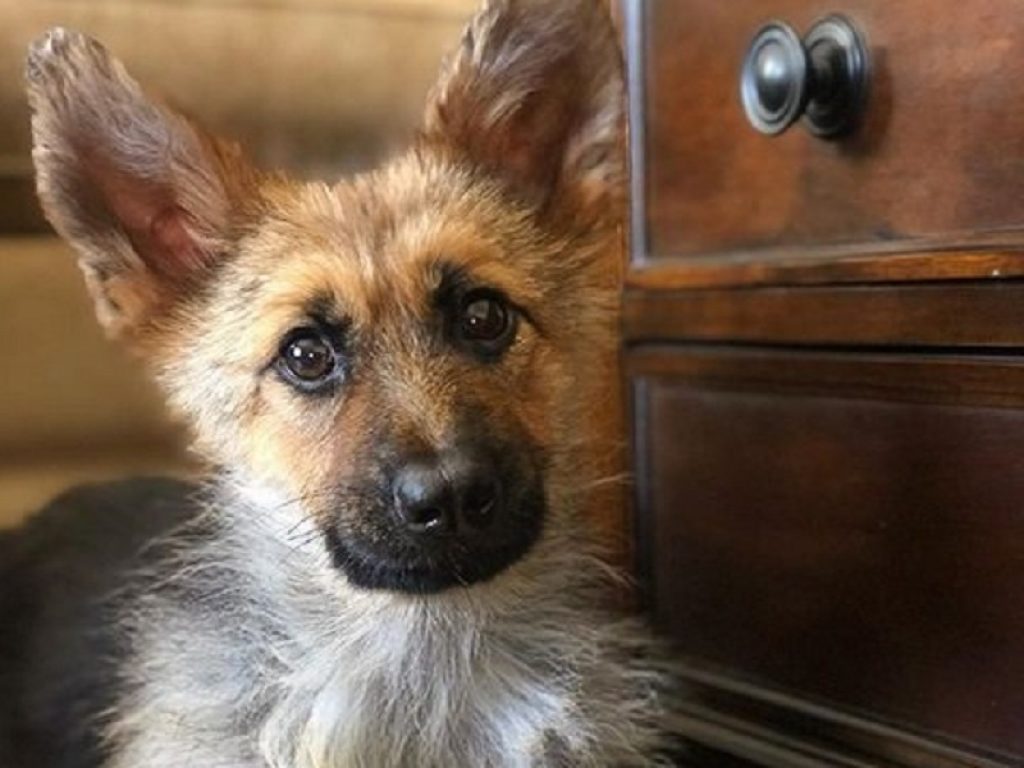 La storia di Ranger, il cane affetto da nanismo ipofisario. Non crescerà mai: è una rara patologia dovuta a una insufficiente secrezione della somatotropina