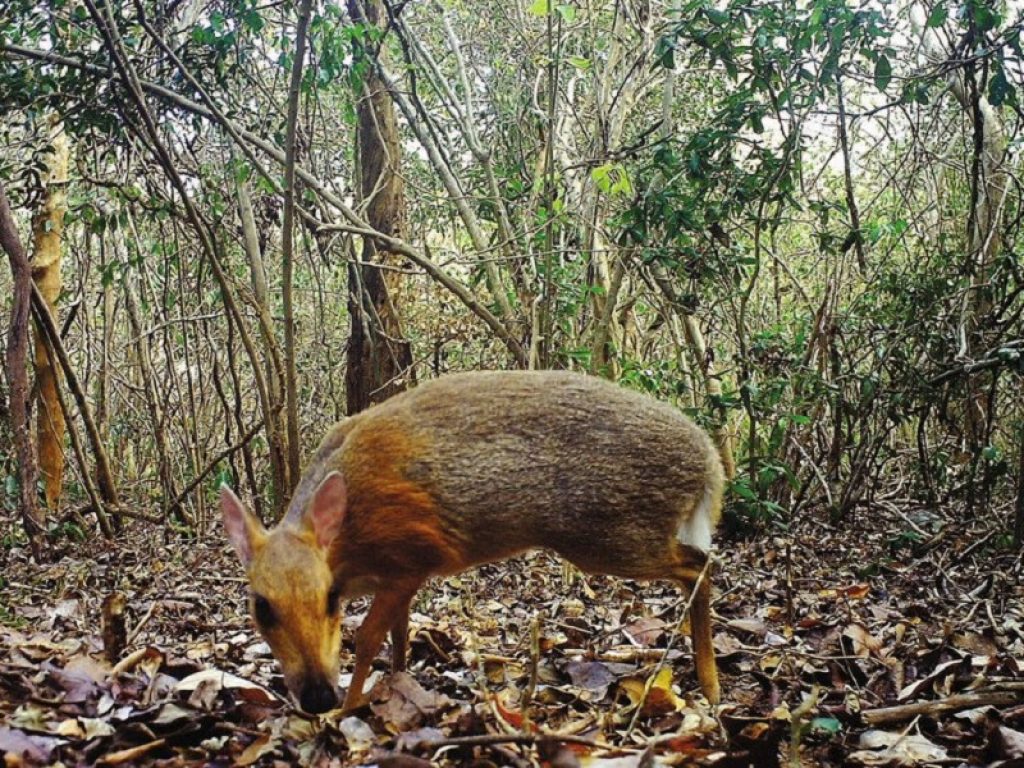 Vietnam, fotografato il misterioso “cervo topo”: non si vedeva da 30 anni. L'ultimo avvistamento del curioso animale risaliva al 1990