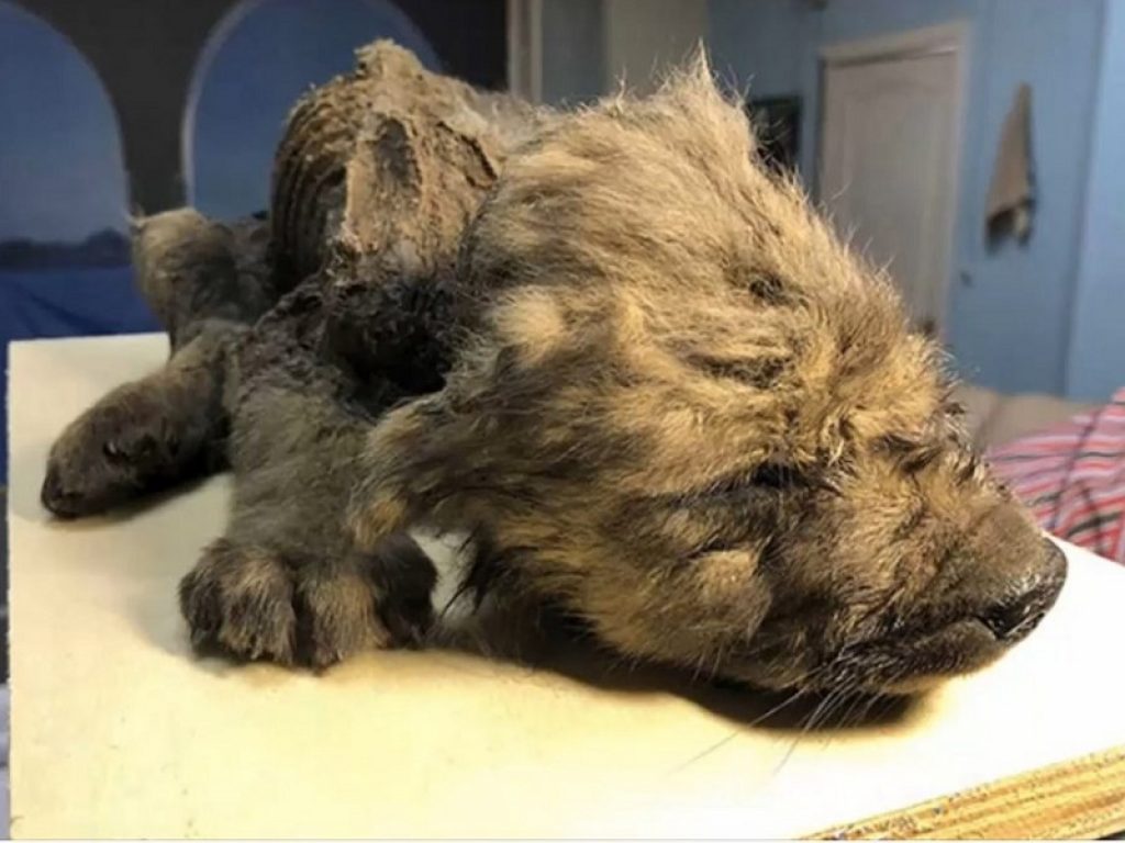 Il mistero di Dogor, il cucciolo di lupo-cane sepolto in Siberia per 18mila anni. La creatura è perfettamente conservata