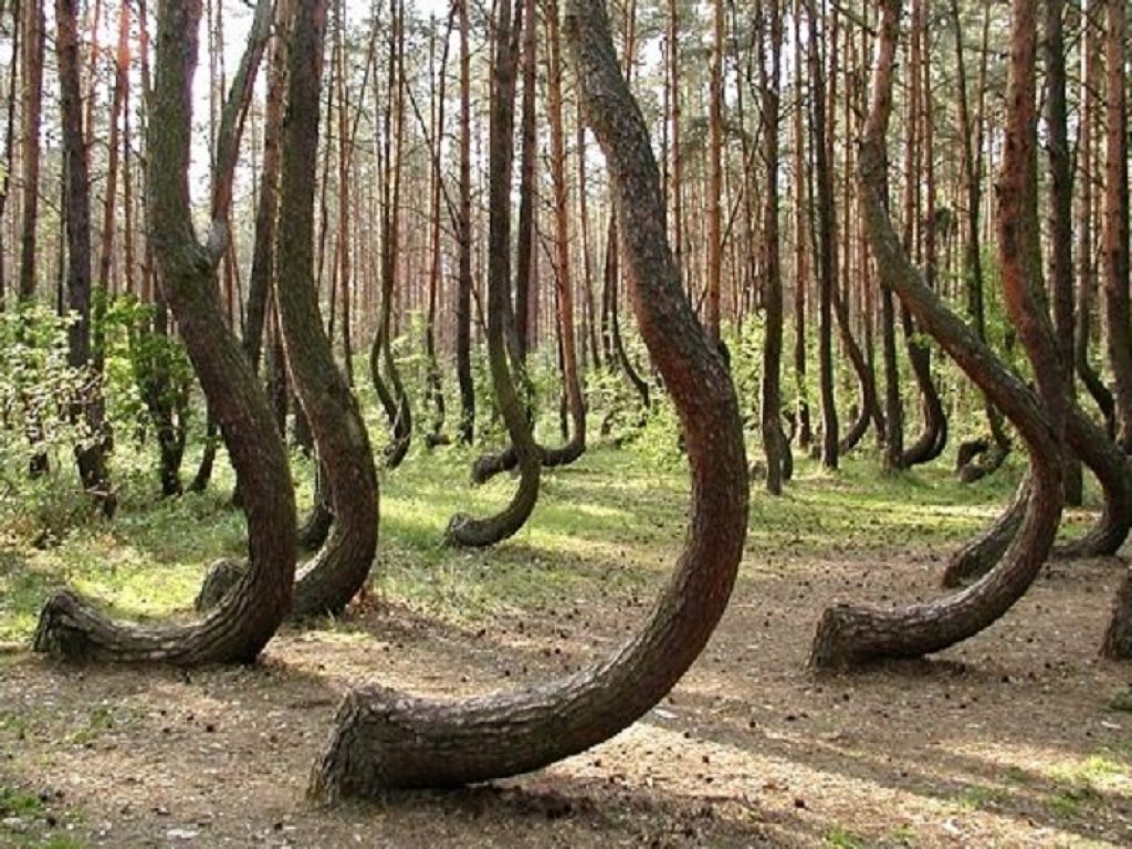 Il mistero della Foresta storta: perché gli alberi sono tutti curvi? Il "giallo" botanico in un angolo della Polonia, vicino alla città di Gryfino