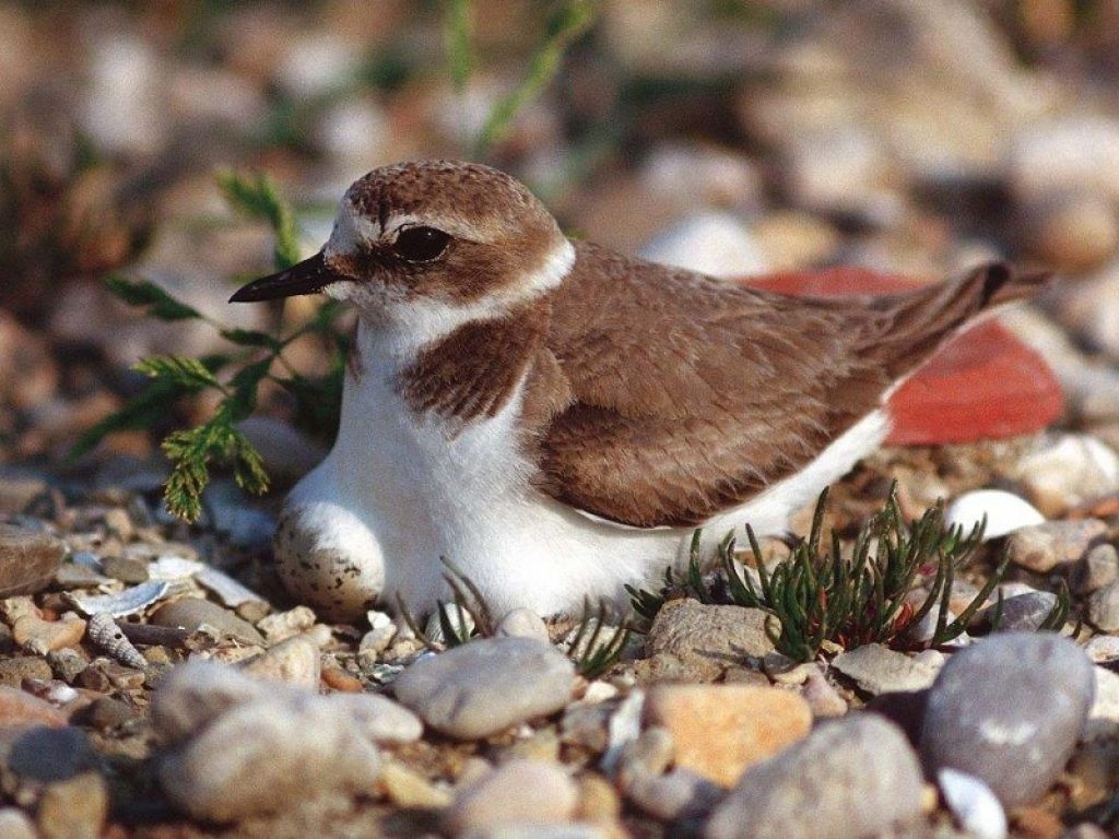 Il fratino (Charadrius alexandrinus) è in forte diminuzione in tutta Italia (-50% negli ultimi 10 anni) e anche in Abruzzo vive una situazione di difficoltà
