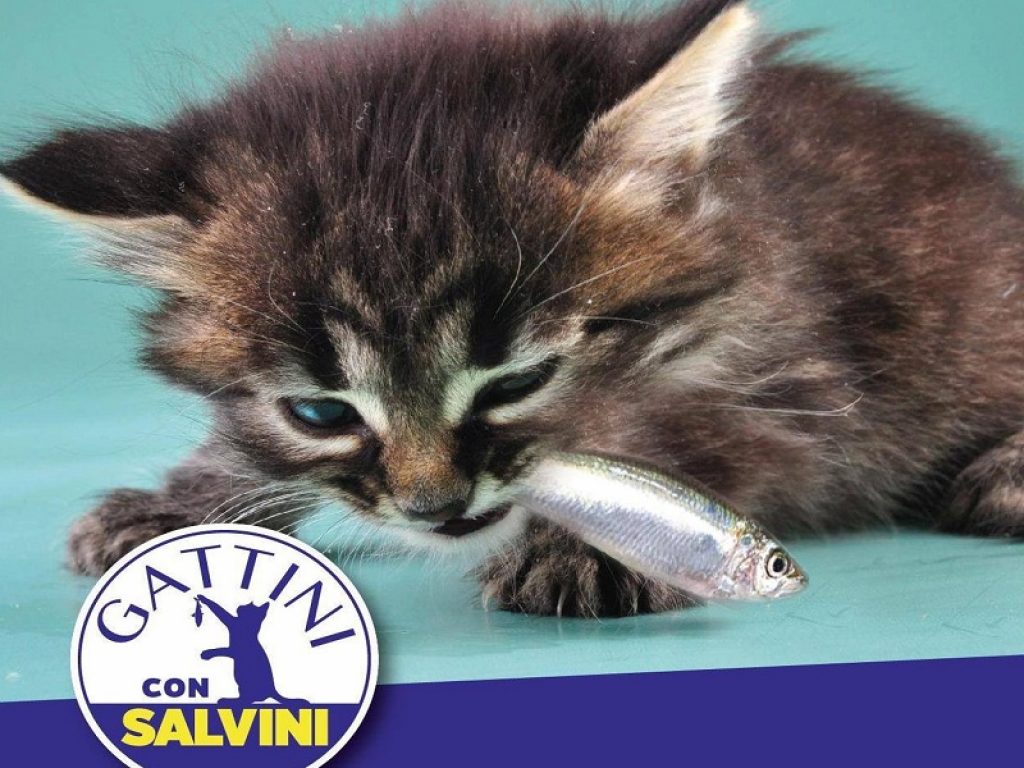 Dei gattini per mangiarsi le sardine: l’ironia social del leader della Lega che lancia lo slogan "Gattini per Salvini" in risposta al movimento nato in Emilia-Romagna. Sul web utenti scatenati