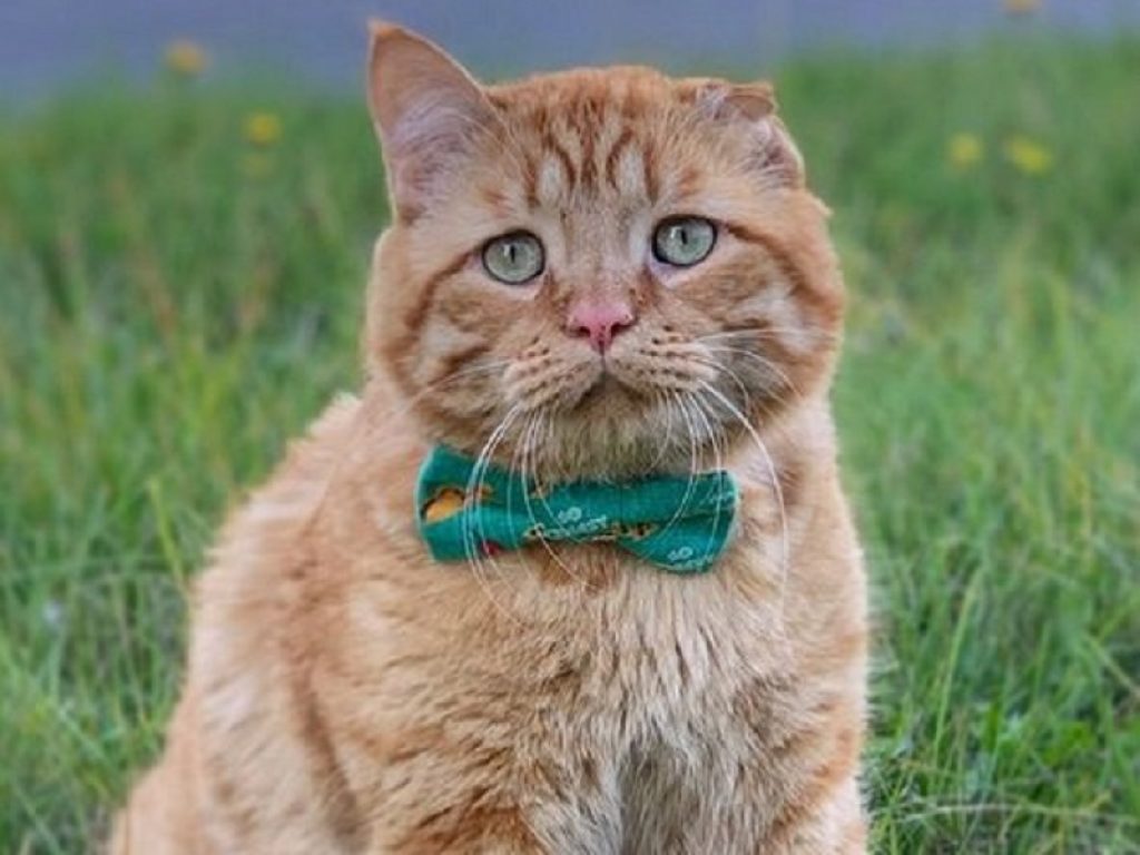 La storia di BenBen, il gatto triste di Instagram salvato dall’eutanasia: oggi però è davvero il micio più felice del mondo