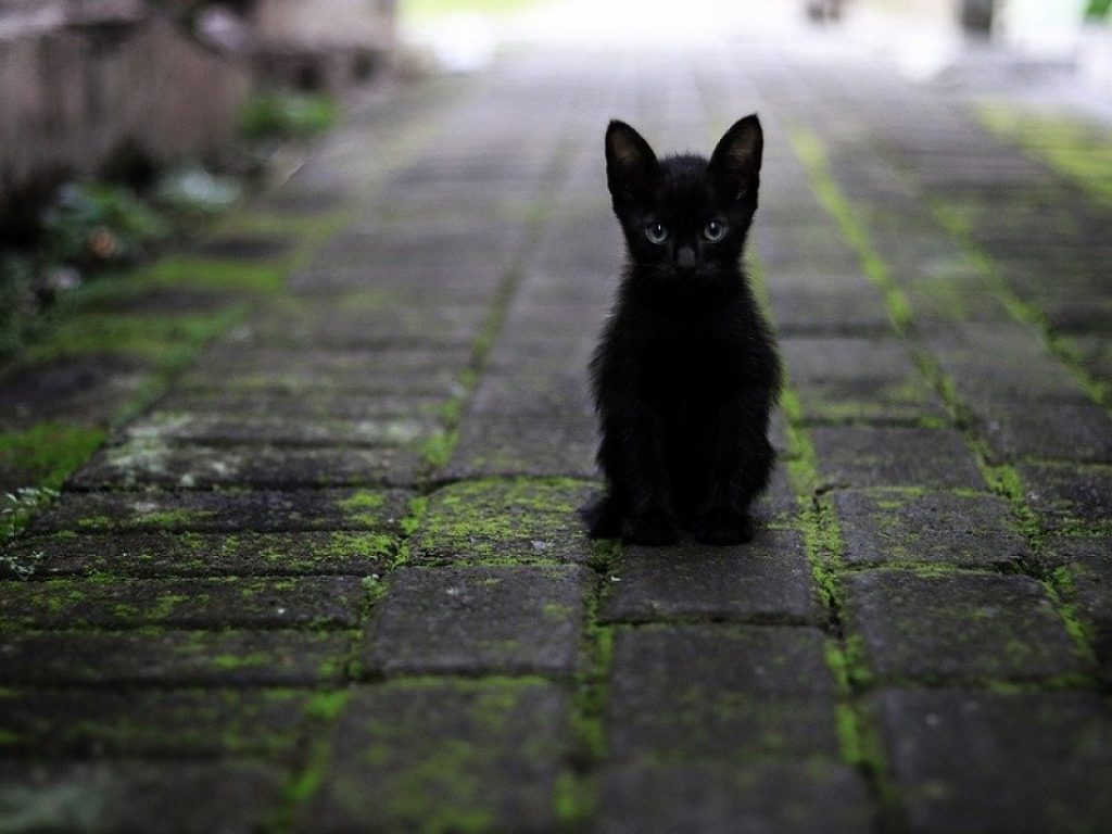 Oggi è il Black Cat Day, la Giornata del gatto nero: 24 ore per combattere l’ignoranza e le superstizioni sul felino che in passato era adorato